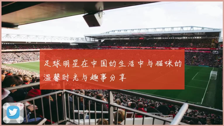 足球明星在中国的生活中与猫咪的温馨时光与趣事分享